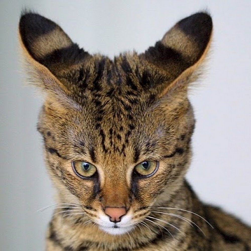 Meet your Posher, Greta